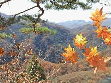 手写板价格，市场分析与购买指南